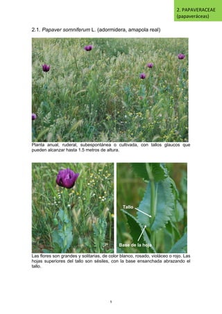 2.1. Papaver somniferum L. (adormidera, amapola real)
Planta anual, ruderal, subespontánea o cultivada, con tallos glaucos que
pueden alcanzar hasta 1.5 metros de altura.
Las flores son grandes y solitarias, de color blanco, rosado, violáceo o rojo. Las
hojas superiores del tallo son sésiles, con la base ensanchada abrazando el
tallo.
2. PAPAVERACEAE
(papaveráceas)
Base de la hoja
Tallo
5
 