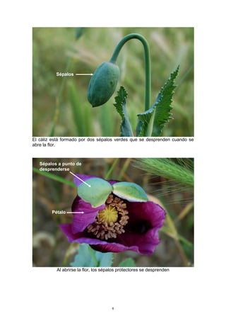 El cáliz está formado por dos sépalos verdes que se desprenden cuando se
abre la flor.
Al abrirse la flor, los sépalos protectores se desprenden
Sépalos
Sépalos a punto de
desprenderse
Pétalo
6
 