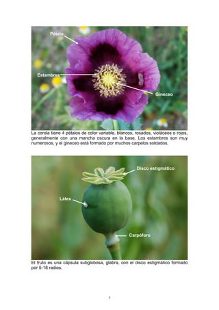 La corola tiene 4 pétalos de color variable, blancos, rosados, violáceos o rojos,
generalmente con una mancha oscura en la base. Los estambres son muy
numerosos, y el gineceo está formado por muchos carpelos soldados.
El fruto es una cápsula subglobosa, glabra, con el disco estigmático formado
por 5-18 radios.
Pétalo
Estambres
Gineceo
Carpóforo
Disco estigmático
Látex
7
 