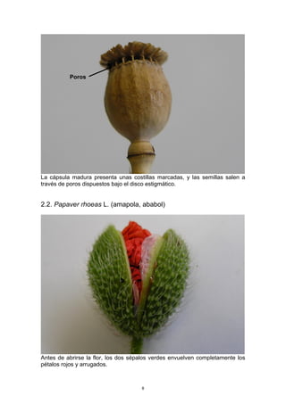 La cápsula madura presenta unas costillas marcadas, y las semillas salen a
través de poros dispuestos bajo el disco estigmático.
2.2. Papaver rhoeas L. (amapola, ababol)
Antes de abrirse la flor, los dos sépalos verdes envuelven completamente los
pétalos rojos y arrugados.
Poros
8
 