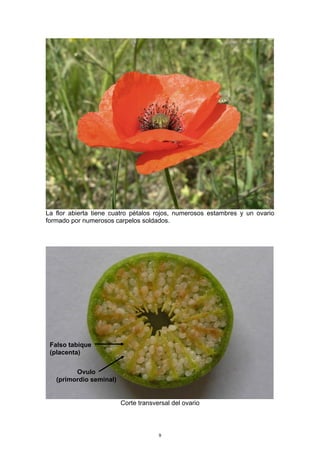 La flor abierta tiene cuatro pétalos rojos, numerosos estambres y un ovario
formado por numerosos carpelos soldados.
Corte transversal del ovario
Ovulo
(primordio seminal)
Falso tabique
(placenta)
9
 