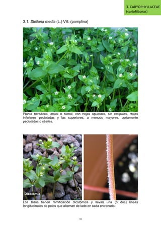3.1. Stellaria media (L.) Vill. (pamplina)
Planta herbácea, anual o bienal, con hojas opuestas, sin estípulas. Hojas
inferiores pecioladas y las superiores, a menudo mayores, cortamente
pecioladas o sésiles.
Los tallos tienen ramificación dicotómica y llevan una (o dos) líneas
longitudinales de pelos que alternan de lado en cada entrenudo.
Dicotomía
3. CARYOPHYLLACEAE
(cariofiláceas)
10
 