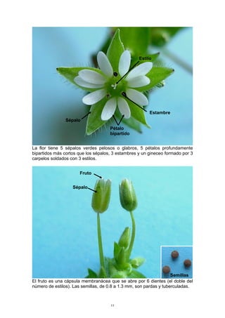 La flor tiene 5 sépalos verdes pelosos o glabros, 5 pétalos profundamente
bipartidos más cortos que los sépalos, 3 estambres y un gineceo formado por 3
carpelos soldados con 3 estilos.
El fruto es una cápsula membranácea que se abre por 6 dientes (el doble del
número de estilos). Las semillas, de 0.8 a 1.3 mm, son pardas y tuberculadas.
Sépalo
Pétalo
bipartido
Estambre
Estilo
Fruto
Sépalo
Semillas
11
 