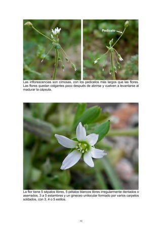 Las inflorescencias son cimosas, con los pedicelos más largos que las flores.
Las flores quedan colgantes poco después de abrirse y vuelven a levantarse al
madurar la cápsula.
La flor tiene 5 sépalos libres, 5 pétalos blancos libres irregularmente dentados o
aserrados, 3 a 5 estambres y un gineceo unilocular formado por varios carpelos
soldados, con 3, 4 o 5 estilos.
Pedicelo
13
 
