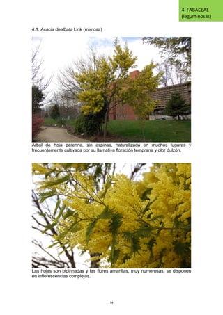 4.1. Acacia dealbata Link (mimosa)
Arbol de hoja perenne, sin espinas, naturalizada en muchos lugares y
frecuentemente cultivada por su llamativa floración temprana y olor dulzón.
Las hojas son bipinnadas y las flores amarillas, muy numerosas, se disponen
en inflorescencias complejas.
4. FABACEAE
(leguminosas)
14
 