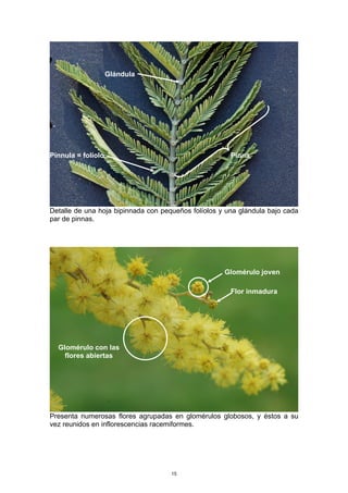 Detalle de una hoja bipinnada con pequeños folíolos y una glándula bajo cada
par de pinnas.
Presenta numerosas flores agrupadas en glomérulos globosos, y éstos a su
vez reunidos en inflorescencias racemiformes.
Pínnula = folíolo
Glándula
Pinna
Flor inmadura
Glomérulo joven
Glomérulo con las
flores abiertas
15
 