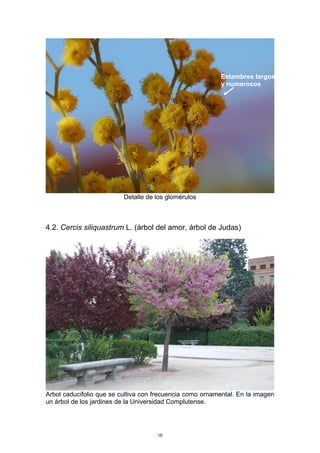 Detalle de los glomérulos
4.2. Cercis siliquastrum L. (árbol del amor, árbol de Judas)
Arbol caducifolio que se cultiva con frecuencia como ornamental. En la imagen
un árbol de los jardines de la Universidad Complutense.
Estambres largos
y numerosos
16
 