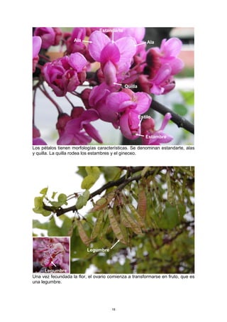 Los pétalos tienen morfologías características. Se denominan estandarte, alas
y quilla. La quilla rodea los estambres y el gineceo.
Una vez fecundada la flor, el ovario comienza a transformarse en fruto, que es
una legumbre.
Estandarte
AlaAla
Quilla
Estambre
Estilo
Legumbre
Legumbre
18
 