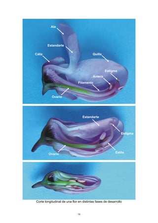 Corte longitudinal de una flor en distintas fases de desarrollo
Estandarte
Ala
QuillaCáliz
Ovario
Ovario
Estilo
Estigma
Estigma
Estandarte
Antera
Filamento
19
 