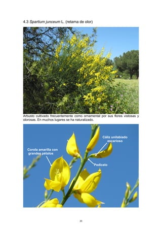 4.3 Spartium junceum L. (retama de olor)
Arbusto cultivado frecuentemente como ornamental por sus flores vistosas y
olorosas. En muchos lugares se ha naturalizado.
Cáliz unilabiado
escarioso
Corola amarilla con
grandes pétalos
Pedicelo
20
 
