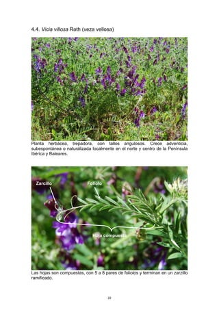 4.4. Vicia villosa Roth (veza vellosa)
Planta herbácea, trepadora, con tallos angulosos. Crece adventicia,
subespontánea o naturalizada localmente en el norte y centro de la Península
Ibérica y Baleares.
Las hojas son compuestas, con 5 a 8 pares de foliolos y terminan en un zarzillo
ramificado.
Zarcillo
Hoja compuesta
Foliolo
22
 