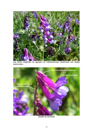 Las flores colgantes se agrupan en inflorescencias racemosas con largos
pedúnculos.
Detalle de las flores
Pedúnculo de la
inflorescencia
Caliz con sépalos soldados
Estandarte (corola)
23
 