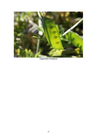 Legumbre inmadura
24
 