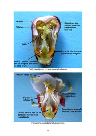 Botón floral joven, cortado longitudinalmente
Flor abierta, cortada longitudinalmente
Receptáculo acopado
(hipanto) anaranjado
Ovario peloso, formado
por un carpelo que lleva
un sólo óvulo
Estambres con
anteras amarillas
y filamentos
blancos
Pétalos
Sépalos
Receptáculo acopado
(hipanto) anaranjado
Ovario peloso, con un
carpelo no soldado al
receptáculo
Numerosos
estambres
Pétalos libres (5)
Sépalos
reflejos (5)
Estilo
26
 