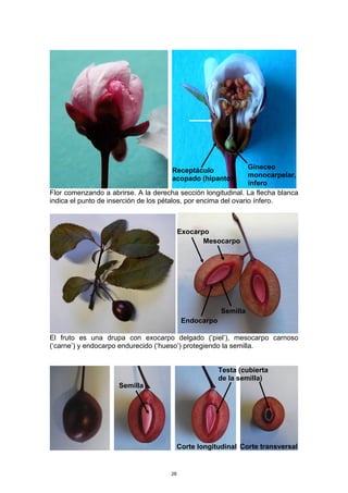Flor comenzando a abrirse. A la derecha sección longitudinal. La flecha blanca
indica el punto de inserción de los pétalos, por encima del ovario ínfero.
El fruto es una drupa con exocarpo delgado (‘piel’), mesocarpo carnoso
(‘carne’) y endocarpo endurecido (‘hueso’) protegiendo la semilla.
Exocarpo
Mesocarpo
Endocarpo
Semilla
Corte longitudinal
Semilla
Corte transversal
Testa (cubierta
de la semilla)
Receptáculo
acopado (hipanto)
Gineceo
monocarpelar,
ínfero
28
 