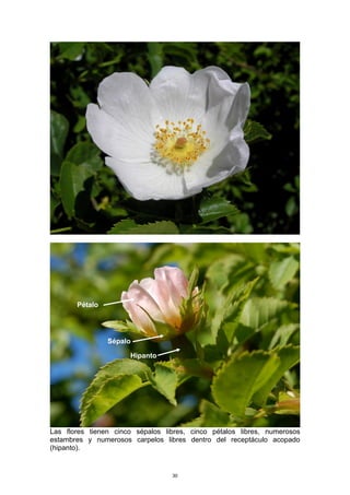 Las flores tienen cinco sépalos libres, cinco pétalos libres, numerosos
estambres y numerosos carpelos libres dentro del receptáculo acopado
(hipanto).
Hipanto
Sépalo
Pétalo
30
 