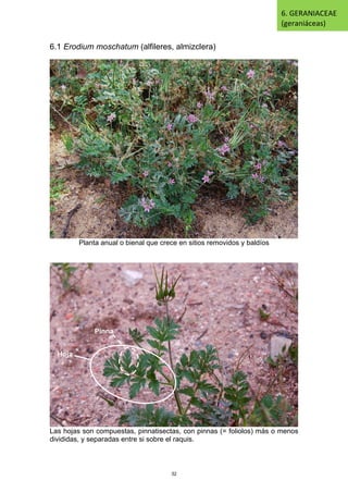6.1 Erodium moschatum (alfileres, almizclera)
Planta anual o bienal que crece en sitios removidos y baldíos
Las hojas son compuestas, pinnatisectas, con pinnas (= foliolos) más o menos
divididas, y separadas entre si sobre el raquis.
6. GERANIACEAE
(geraniáceas)
Hoja
Pinna
32
 
