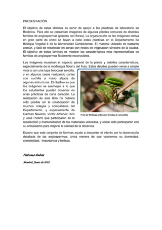 PRESENTACIÓN
El objetivo de estas láminas es servir de apoyo a las prácticas de laboratorio en
Botánica. Para ello se presentan imágenes de algunas plantas comunes de distintas
familias de angiospermas (plantas con flores). La organización de las imágenes deriva
en gran parte de cómo se llevan a cabo estas prácticas en el Departamento de
Biología Vegetal II de la Universidad Complutense. El material utilizado es bastante
común, y fácil de recolectar en zonas con restos de vegetación silvestre de la ciudad.
El objetivo de estas láminas es mostrar las características más representativas de
familias de angiospermas fácilmente reconocibles.
Las imágenes muestran el aspecto general de la planta y detalles característicos,
especialmente de la morfología floral y del fruto. Estos detalles pueden verse a simple
vista o con una lupa binocular sencilla,
y en algunos casos realizando cortes
con cuchilla a mano alzada de
algunas estructuras. El objetivo es que
las imágenes se asemejen a lo que
los estudiantes pueden observar en
unas prácticas de corta duración. La
realización de este libro no hubiera
sido posible sin la colaboración de
muchos colegas y compañeros del
Departamento, y especialmente de
Carmen Navarro, Víctor Jimenez Rico
y José Pizarro que participaron en la
recolección y mantenimiento de los materiales utilizados, y sobre todo participaron con
su entusiasmo para mejorar la calidad de la docencia.
Espero que este conjunto de láminas ayude a despertar el interés por la observación
detallada de las angiospermas, única manera de que valoremos su diversidad,
complejidad, importancia y belleza.
Paloma Cubas
Madrid, Junio de 2013
Fruto de Medicago orbicularis (mielga de caracolillo)
 
