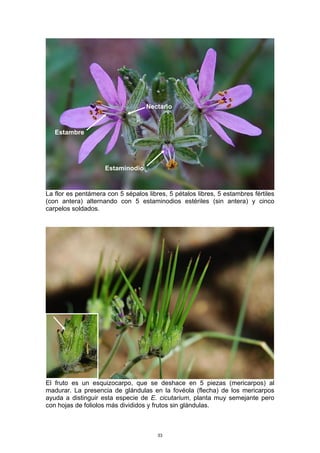 La flor es pentámera con 5 sépalos libres, 5 pétalos libres, 5 estambres fértiles
(con antera) alternando con 5 estaminodios estériles (sin antera) y cinco
carpelos soldados.
El fruto es un esquizocarpo, que se deshace en 5 piezas (mericarpos) al
madurar. La presencia de glándulas en la fovéola (flecha) de los mericarpos
ayuda a distinguir esta especie de E. cicutarium, planta muy semejante pero
con hojas de foliolos más divididos y frutos sin glándulas.
Estambre
Estaminodio
Nectario
33
 