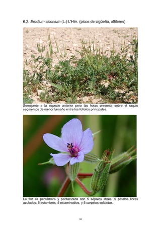 6.2. Erodium ciconium (L.) L'Hér. (picos de cigüeña, alfileres)
Semejante a la especie anterior pero las hojas presenta sobre el raquis
segmentos de menor tamaño entre los folíolos principales.
La flor es pentámera y pentacíclica con 5 sépalos libres, 5 pétalos libres
azulados, 5 estambres, 5 estaminodios, y 5 carpelos soldados.
34
 