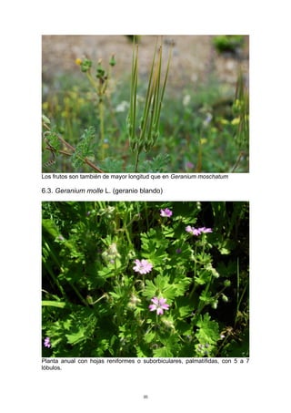 Los frutos son también de mayor longitud que en Geranium moschatum
6.3. Geranium molle L. (geranio blando)
Planta anual con hojas reniformes o suborbiculares, palmatífidas, con 5 a 7
lóbulos.
35
 