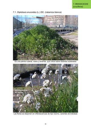 7.1. Diplotaxis erucoides (L.) DC. (rabaniza blanca)
Es una planta ruderal, viaria y arvense, que crece sobre distintos substratos
Las flores se disponen en inflorescencias de tipo racimo, carentes de brácteas
Inflorescencia
en racimo
7. BRASSICACEAE
(crucíferas)
38
 
