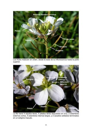 Los frutos maduran en orden, desde la base de la inflorescencia hasta la parte
superior.
La flor tiene 4 sépalos libres, 4 pétalos libres dispuestos en cruz, 2 estambres
externos cortos, 4 estambres internos largos, y 2 carpelos soldados terminados
en un estigma mazudo.
Pedicelo
Fruto joven
Nectario
Sépalo
Pétalo
Sépalo
Estambre
externo
Estambre
internoEstigma
Pétalo
Botones florales cerrados
40
 