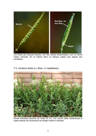 Los frutos son silícuas lineares, con dos valvas comprimidas y con un nervio
medio marcado. En el interior lleva un tabique (replo) que separa dos
cavidades.
7.3. Cardaria draba (L.) Desv. (= capellanes)
Planta herbácea perenne de hasta 55 cm, con rizoma (tallo subterráneo) y
hojas enteras (sin divisiones) de margen entero o dentado.
Semillas en
dos filasNervio
medio
Replo
43
 