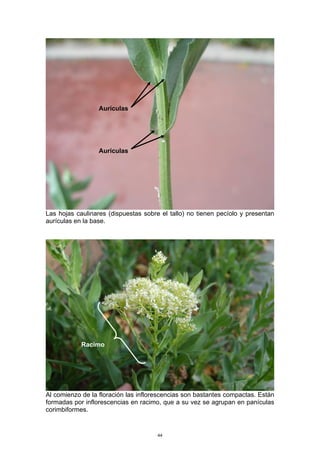 Las hojas caulinares (dispuestas sobre el tallo) no tienen pecíolo y presentan
aurículas en la base.
Al comienzo de la floración las inflorescencias son bastantes compactas. Están
formadas por inflorescencias en racimo, que a su vez se agrupan en panículas
corimbiformes.
Aurículas
Aurículas
Racimo
44
 