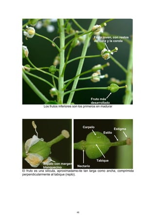 Los frutos inferiores son los primeros en madurar
El fruto es una silícula, aproximadamente tan larga como ancha, comprimida
perpendicularmente al tabique (replo).
Sépalo con margen
blanquecino
Fruto joven, con restos
del cáliz y la corola
Fruto más
desarrollado
Estigma
Estilo
Carpelo
Tabique
Nectario
s
46
 