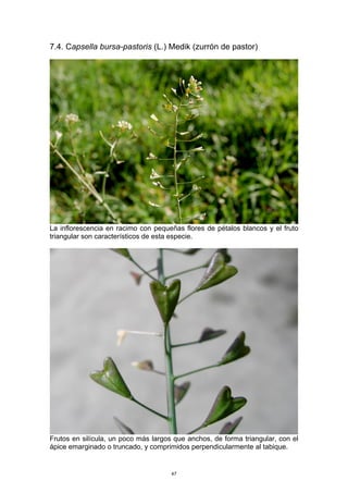 7.4. Capsella bursa-pastoris (L.) Medik (zurrón de pastor)
La inflorescencia en racimo con pequeñas flores de pétalos blancos y el fruto
triangular son característicos de esta especie.
Frutos en silícula, un poco más largos que anchos, de forma triangular, con el
ápice emarginado o truncado, y comprimidos perpendicularmente al tabique.
47
 