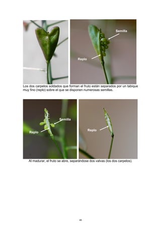 Los dos carpelos soldados que forman el fruto están separados por un tabique
muy fino (replo) sobre el que se disponen numerosas semillas.
Al madurar, el fruto se abre, separándose dos valvas (los dos carpelos).
Replo
Semilla
Replo
Semilla
Replo
48
 