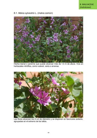 8.1. Malva sylvestris L. (malva común)
Hierba bienal o perenne que puede alcanzar más de 1.5 m de altura. Vive en
herbazales nitrófilos, como ruderal, viaria o arvense.
Las flores alcanzan los 6 cm de diámetro y se disponen en fascículos axilares,
agrupadas en el extremo de los tallos.
8. MALVACEAE
(malváceas)
49
 