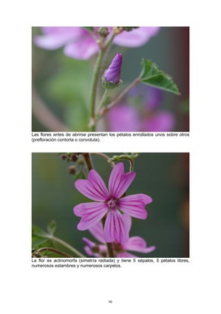 Las flores antes de abrirse presentan los pétalos enrollados unos sobre otros
(prefloración contorta o convoluta).
La flor es actinomorfa (simetría radiada) y tiene 5 sépalos, 5 pétalos libres,
numerosos estambres y numerosos carpelos.
50
 