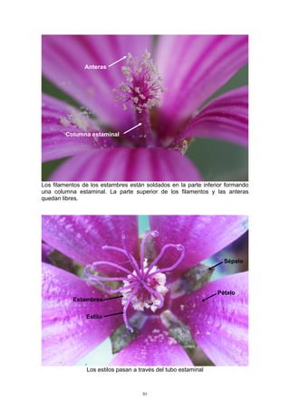 Los filamentos de los estambres están soldados en la parte inferior formando
una columna estaminal. La parte superior de los filamentos y las anteras
quedan libres.
Los estilos pasan a través del tubo estaminal
Columna estaminal
Anteras
Sépalo
Pétalo
Estambres
Estilo
51
 