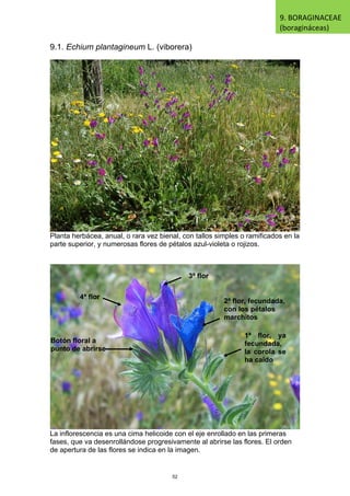 9.1. Echium plantagineum L. (viborera)
Planta herbácea, anual, o rara vez bienal, con tallos simples o ramificados en la
parte superior, y numerosas flores de pétalos azul-violeta o rojizos.
La inflorescencia es una cima helicoide con el eje enrollado en las primeras
fases, que va desenrollándose progresivamente al abrirse las flores. El orden
de apertura de las flores se indica en la imagen.
9. BORAGINACEAE
(boragináceas)
1ª flor, ya
fecundada,
la corola se
ha caído
2ª flor, fecundada,
con los pétalos
marchitos
3ª flor
4ª flor
Botón floral a
punto de abrirse
52
 