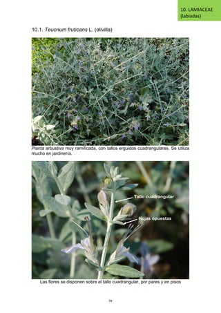 10.1. Teucrium fruticans L. (olivilla)
Planta arbustiva muy ramificada, con tallos erguidos cuadrangulares. Se utiliza
mucho en jardinería.
Las flores se disponen sobre el tallo cuadrangular, por pares y en pisos
10. LAMIACEAE
(labiadas)
Tallo cuadrangular
Hojas opuestas
54
 
