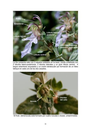 La flor presenta cáliz con 5 sépalos soldados en la base, corola unilabiada con
2 lóbulos latero-posteriores, 2 lóbulos laterales y un gran lóbulo central, 4
largos estambres arqueados y un ovario tetralocular por formación de un falso
tabique en cada uno de los dos carpelos.
El fruto (tetranúcula) está formado por cuatro núculas o clusas, uniseminadas
Lóbulo latero-
posterior
Lóbulo lateral
Lóbulo central
Estambres
Estilo
Dientes
del cáliz
Núcula
Cáliz con 5 sépalos
soldados en la base
55
 