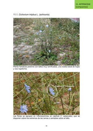 11.1. Cichorium intybus L. (achicoria)
Planta herbácea perenne con tallos muy ramificados, una roseta basal de hojas
y raíz napiforme.
Las flores se agrupan en inflorescencias en capítulo (= cabezuela), que se
disponen sobre los extremos de las ramas o sentadas sobre el tallo.
Capítulo = Cabezuela
11. ASTERACEAE
(compuestas)
56
 