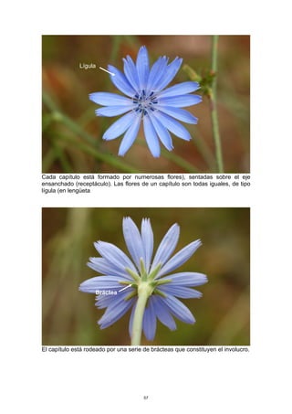 Cada capítulo está formado por numerosas flores), sentadas sobre el eje
ensanchado (receptáculo). Las flores de un capítulo son todas iguales, de tipo
lígula (en lengüeta
El capítulo está rodeado por una serie de brácteas que constituyen el involucro.
Lígula
Bráctea
57
 