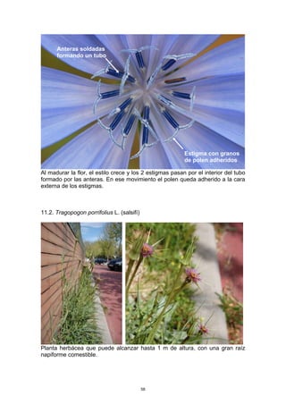 Al madurar la flor, el estilo crece y los 2 estigmas pasan por el interior del tubo
formado por las anteras. En ese movimiento el polen queda adherido a la cara
externa de los estigmas.
11.2. Tragopogon porrifolius L. (salsifí)
Planta herbácea que puede alcanzar hasta 1 m de altura, con una gran raíz
napiforme comestible.
Anteras soldadas
formando un tubo
Estigma con granos
de polen adheridos
58
 