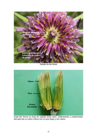 Detalle de las flores
Cada flor forma un fruto en cipsela (fruto seco, indehiscente y uniseminado,
derivado de un ovario ínfero) con un pico largo y con vilano.
Anteras soldadas
formando un tubo
Estilos y estigmas
cubiertos de granos
de polen
Vilano
Pico
Ovario
fecundado
60
 