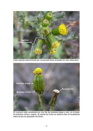 Cada capítulo está formado por numerosas flores amarillas en tubo (flósculos).
El involucro está constituido por una fila de brácteas largas y otra, en la base,
de brácteas cortas y negras. Al caerse los frutos se observa bien el receptáculo
sobre el que se apoyaban las flores.
Capítulo
(inflorescencia)
Flósculo
(flor)
Brácteas cortas
Brácteas largas
Receptáculo
62
 