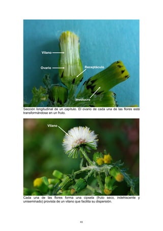 Sección longitudinal de un capítulo. El ovario de cada una de las flores está
transformándose en un fruto.
Cada una de las flores forma una cipsela (fruto seco, indehiscente y
uniseminado) provista de un vilano que facilita su dispersión.
Vilano
Ovario Receptáculo
Involucro
Vilano
63
 