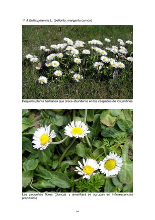 11.4.Bellis perennis L. (bellorita, margarita común)
Pequeña planta herbácea que crece abundante en los céspedes de los jardines
Las pequeñas flores (blancas y amarillas) se agrupan en inflorescencias
(capítulos).
64
 
