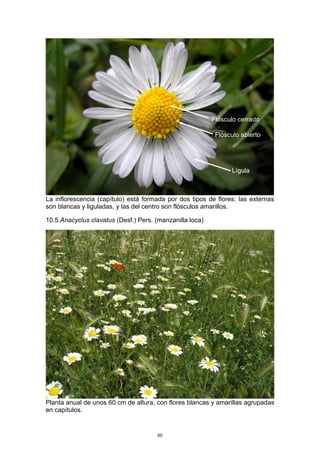La inflorescencia (capítulo) está formada por dos tipos de flores: las externas
son blancas y liguladas, y las del centro son flósculos amarillos.
10.5.Anacyclus clavatus (Desf.) Pers. (manzanilla loca)
Planta anual de unos 60 cm de altura, con flores blancas y amarillas agrupadas
en capítulos.
Flósculo abierto
Flósculo cerrado
Lígula
65
 