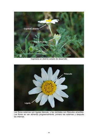 Capítulos en distinto estado de desarrollo
Las flores externas son lígulas blancas, y las centrales son flósculos amarillos.
Las flores se van abriendo progresivamente, primero las externas y después
las internas.
Capítulo abierto
Capítulo joven
Flósculo
Lígula
66
 
