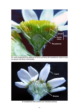 En corte longitudinal se observa la forma convexa del receptáculo sobre el que
se apoyan las flores individuales.
El receptáculo está cubierto por brácteas pelosas
Receptáculo
Ovario
ínfero
Corola
Flor
Bráctea
Lígula
67
 