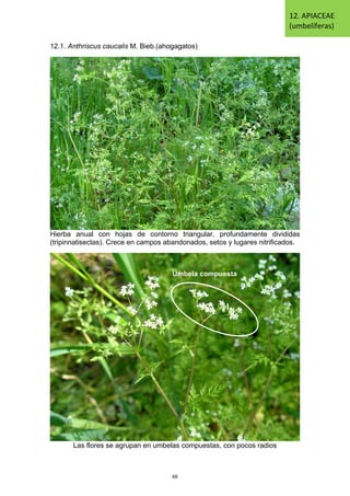 12.1. Anthriscus caucalis M. Bieb.(ahogagatos)
Hierba anual con hojas de contorno triangular, profundamente divididas
(tripinnatisectas). Crece en campos abandonados, setos y lugares nitrificados.
Las flores se agrupan en umbelas compuestas, con pocos radios
12. APIACEAE
(umbelíferas)
Umbela compuesta
68
 