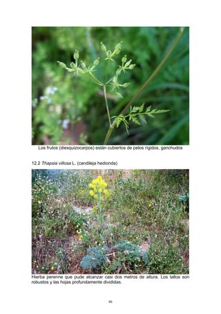 Los frutos (diesquizocarpos) están cubiertos de pelos rígidos, ganchudos
12.2 Thapsia villosa L. (candileja hedionda)
Hierba perenne que pude alcanzar casi dos metros de altura. Los tallos son
robustos y las hojas profundamente divididas.
69
 